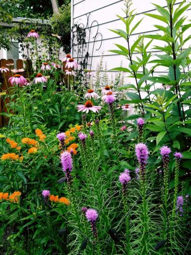 Garden full of flowers