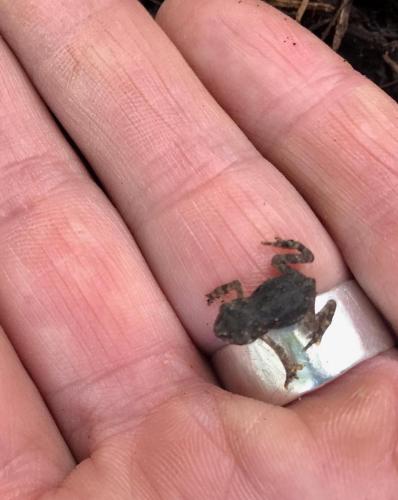Small frog on a hand