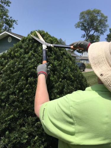 Worker trimming a bush