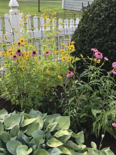 Native plants in garden