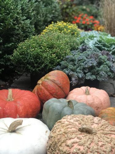 Fall pumpkins and plants