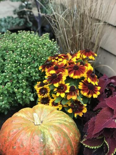 Flowers and pumpkin display
