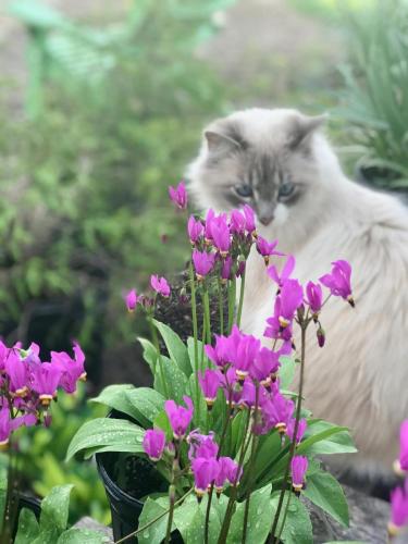 Cat looking at flowers