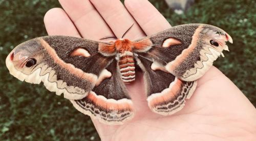 Moth on hand