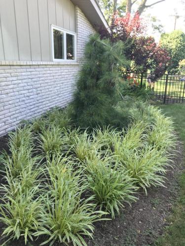 Landscaping plants and tree
