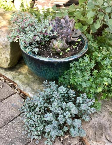 Garden area with plants and succulents