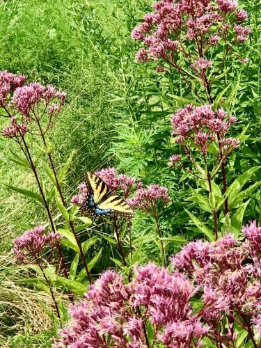 Butterfly on milkweed plants