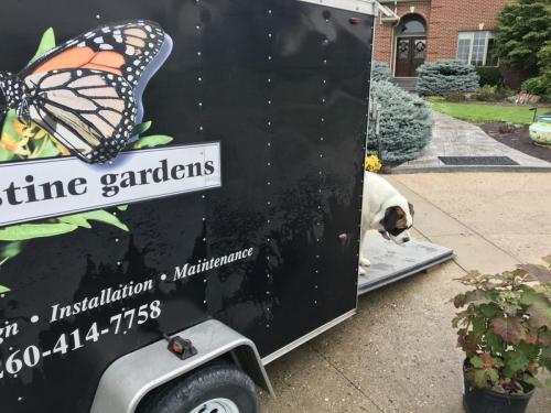 Dog coming out of Laura Stine Gardens trailer