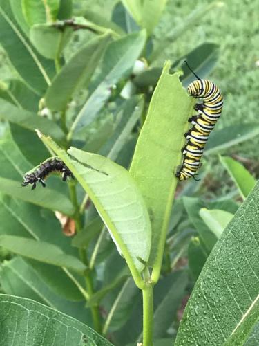 Close up of monarch caterpillar on milkweed