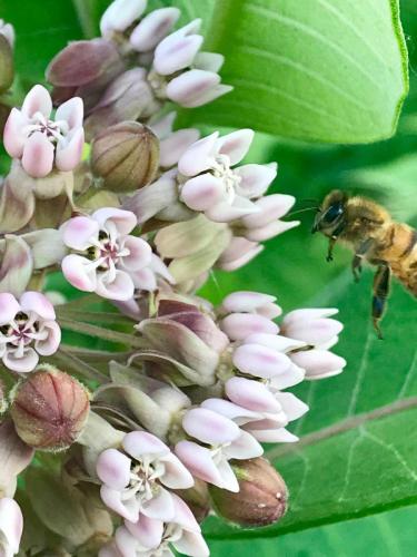 Close up of bee on milkweed